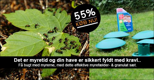 Hvem byder du indenfor? Undgå myrer i huset - 100% effektivt!