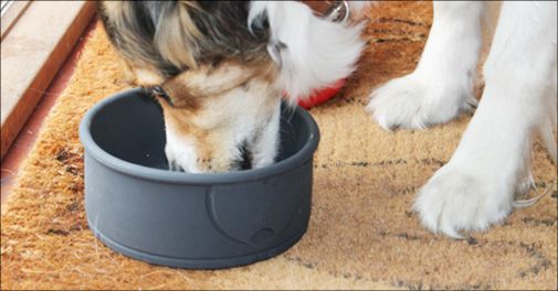 Silikone foderskåle til hund og kat