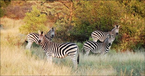 Et minde for livet: Oplev Sydafrikas bush med Temba Safari