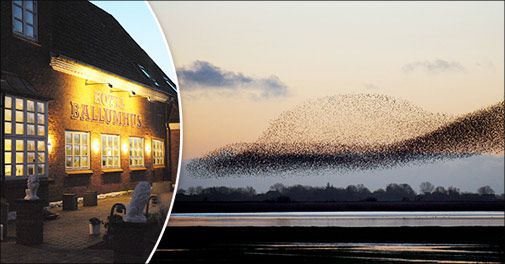 Sort Sol ophold på Hotel Ballumhus med skøn mad, guidet udflugt mm.. 