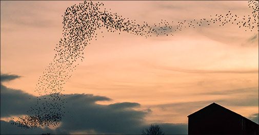 Gå ikke glip af Sort Sol opholdet på Hotel Ballumhus med lækker mad, guidet udflugt mm.. 
