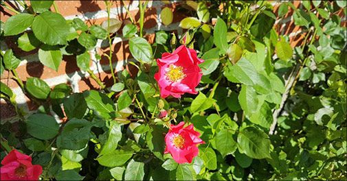 Dejligt Bed & Breakfast på Sydsjælland! 