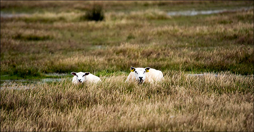 Miniophold ved Europas bredeste sandstrand på Rømø