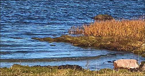 Skønt ophold i natursmukke Orø i Isefjorden!