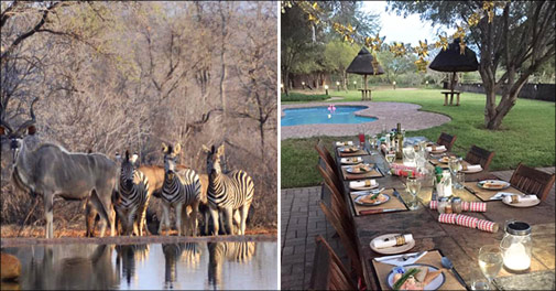 Fantastisk safari tur i Sydafrika