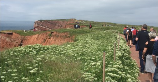 Guidet Helgoland udflugt med unikt fugleliv og historie